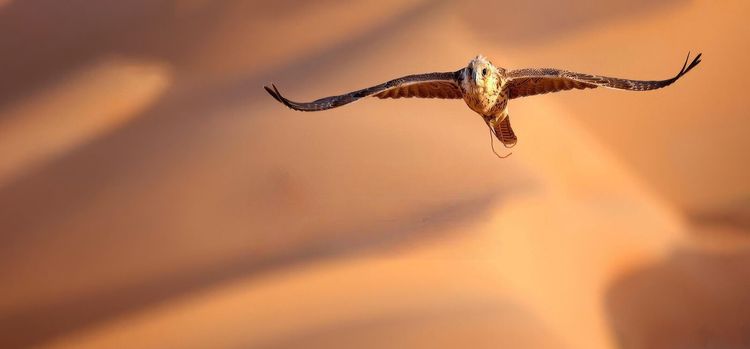 Abu Dhabi International Hunting and Equestrian Exhibition 2025